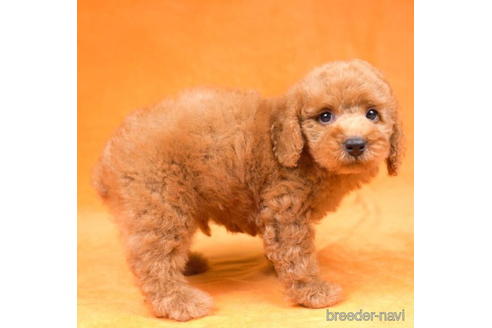 成約済の東京都のトイプードル-192386の3枚目